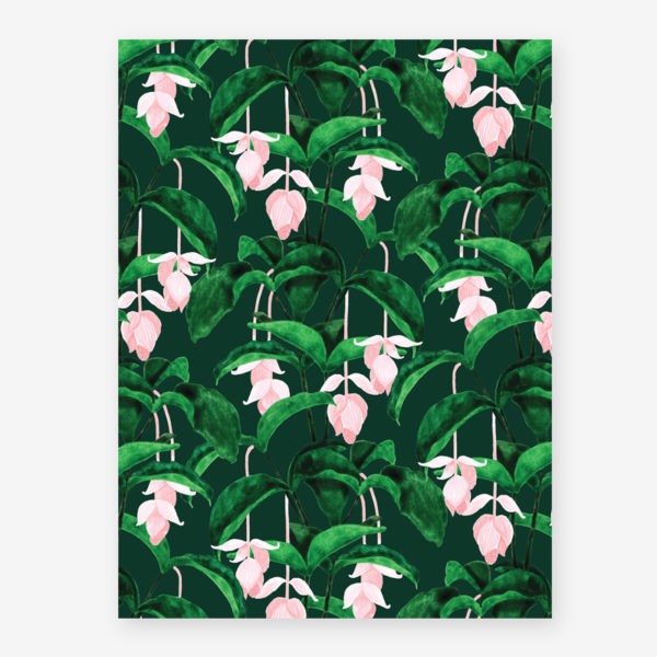Affiche medium Medinilla