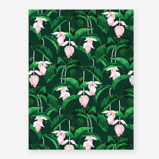 Affiche medium Medinilla