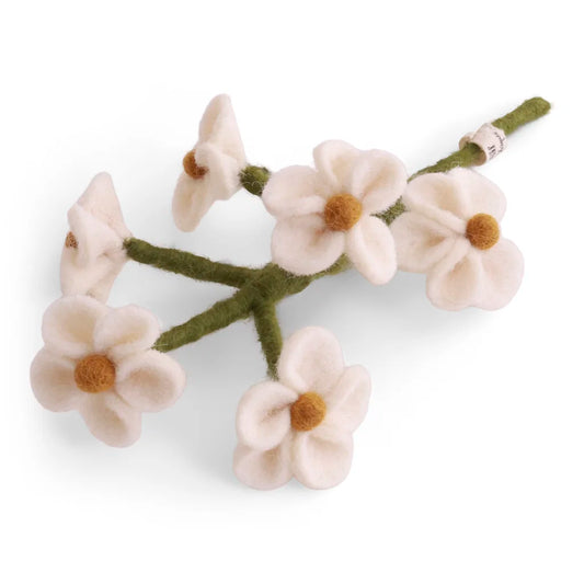 Myosotis - Blanc