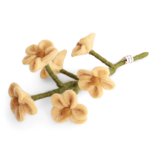 Myosotis - Jaune clair