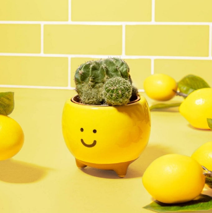 Pot pour mini plante Happy