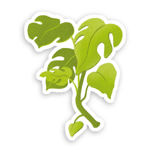 Sticker Monstera