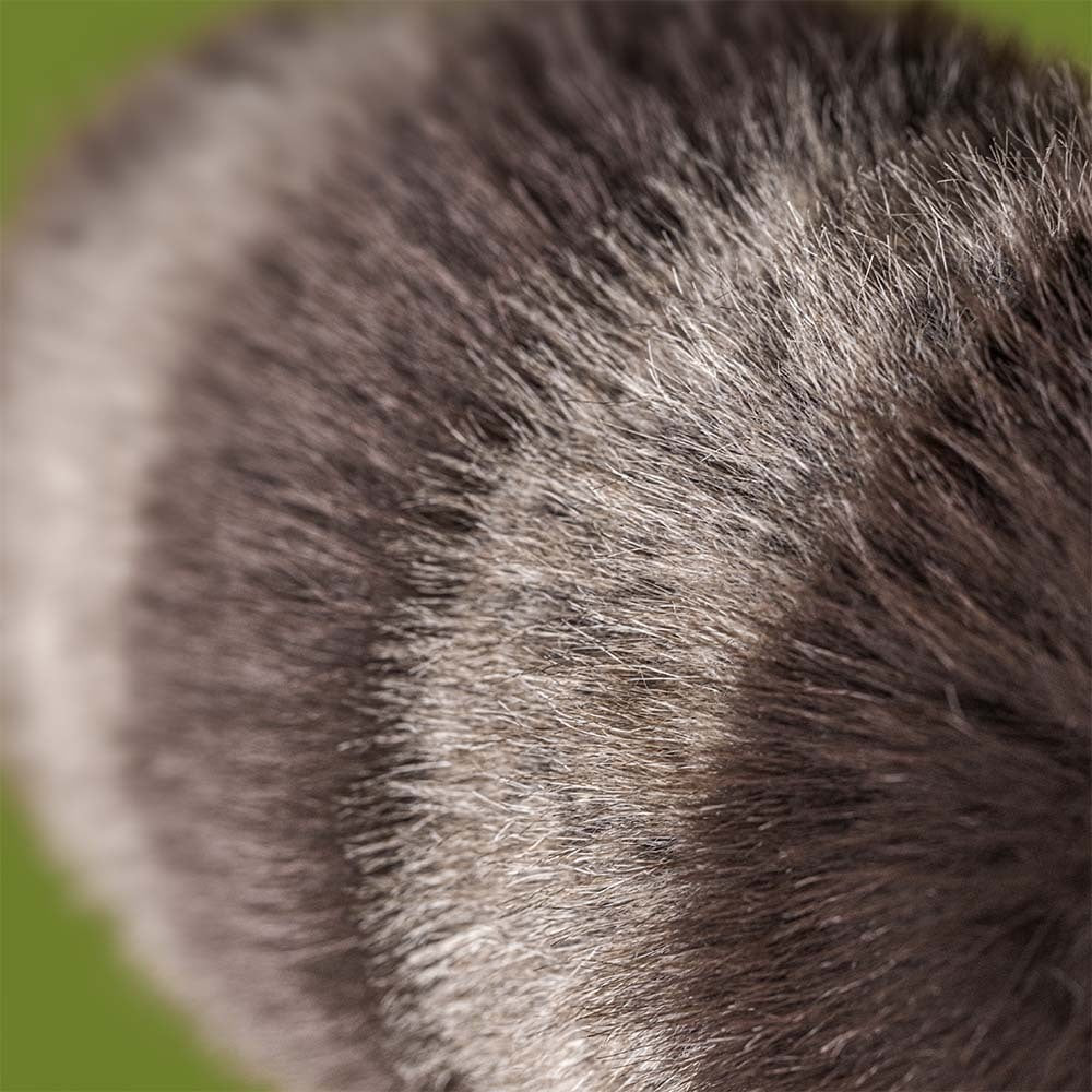 Peluche Raccoon Trixiwoo
