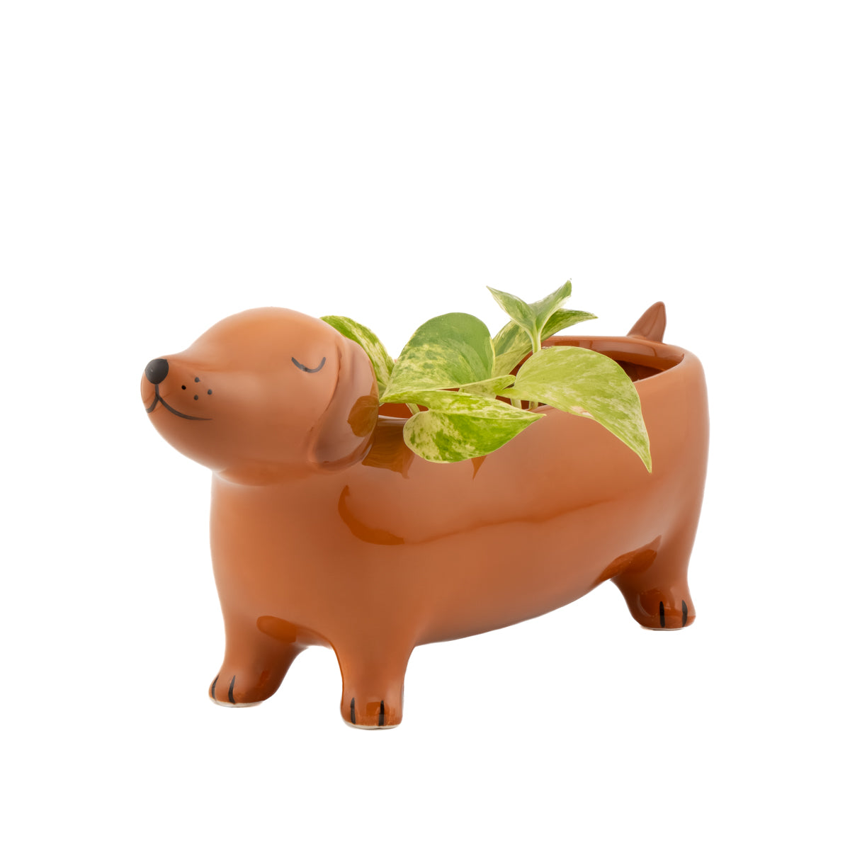 Cache pot Sausage dog