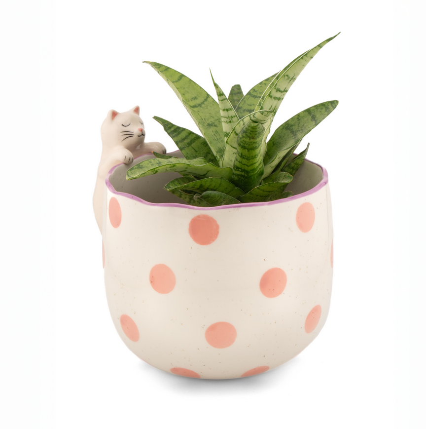Cache pot peeking - Chat — Sass and Belle , Lyon