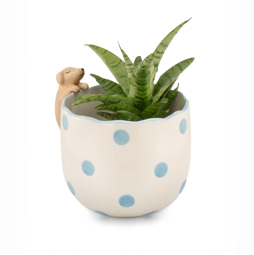 Cache pot peeking - pois bleus avec chien — Sass and Belle , Lyon